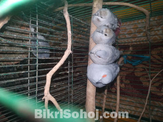 বেবি ডায়মন্ড ডাভ (pre-order)